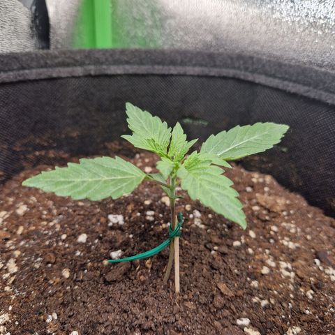 Grüne Italienische-Eiscreme growlog photo: I secured the stems with small sticks and wire. Other than that they are doing great.