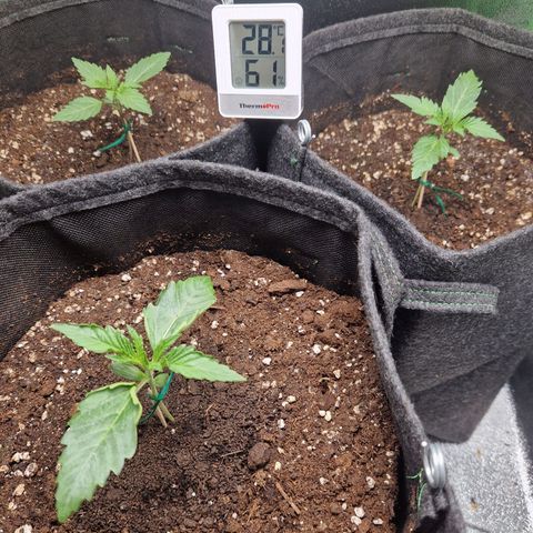Grüne Italienische-Eiscreme growlog photo: I secured the stems with small sticks and wire. Other than that they are doing great.