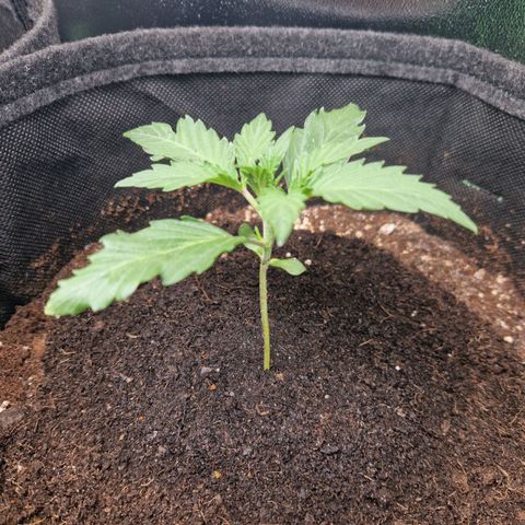 Grüne Italienische-Eiscreme growlog photo: Put a little soil and worm-dung around the stem, so if every thing stays like that the splinter isn't necessary anymore.