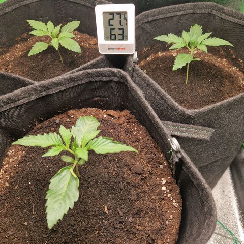 Grüne Italienische-Eiscreme growlog photo: Put a little soil and worm-dung around the stem, so if every thing stays like that the splinter isn't necessary anymore.