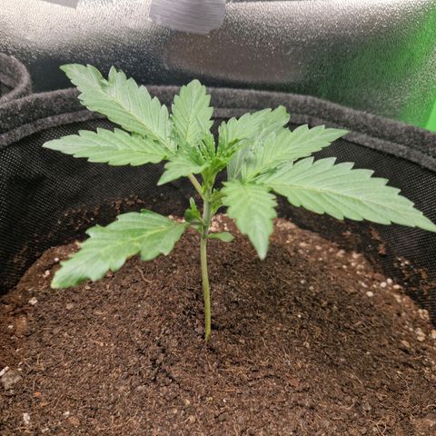 Grüne Italienische-Eiscreme growlog photo: Everything looks fine but I probably have to fill up the pot with more dirt at some point.