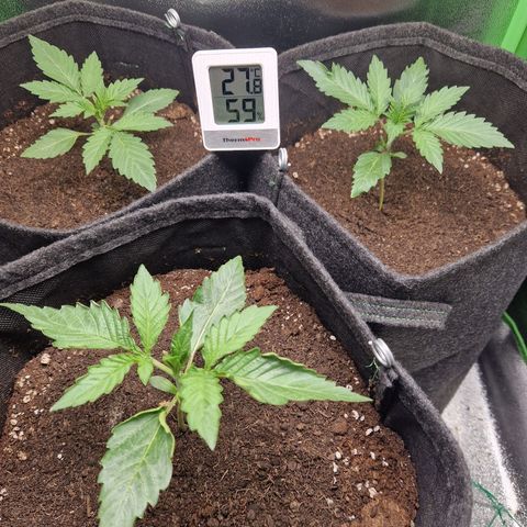 Grüne Italienische-Eiscreme growlog photo: Everything looks fine but I probably have to fill up the pot with more dirt at some point.