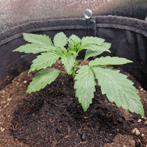 Grüne Italienische-Eiscreme growlog photo: The two in the back grow a little better than teh one in front. I really have to think about FIMing the plants.