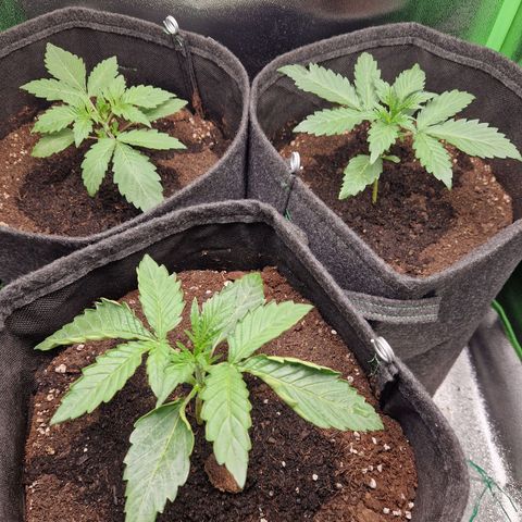 Grüne Italienische-Eiscreme growlog photo: The two in the back grow a little better than teh one in front. I really have to think about FIMing the plants.