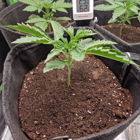 Grüne Italienische-Eiscreme growlog timeline photo