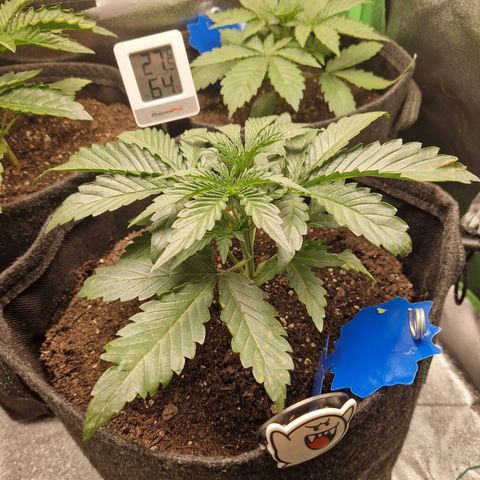 Grüne Italienische-Eiscreme growlog photo: I filled up more soil into the pots and switch the order of them around. They all look very different but nothing too bad on each part.
