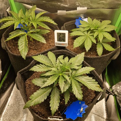 Grüne Italienische-Eiscreme growlog photo: I filled up more soil into the pots and switch the order of them around. They all look very different but nothing too bad on each part.