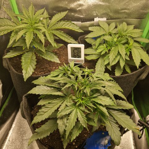 Grüne Italienische-Eiscreme growlog photo: They look healthy tho misformed.