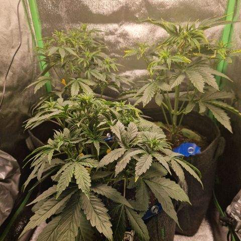 Grüne Italienische-Eiscreme growlog photo: I LST the one infront and the left one and I bend down the Main-Cola of the right one cause it was so much taller already.