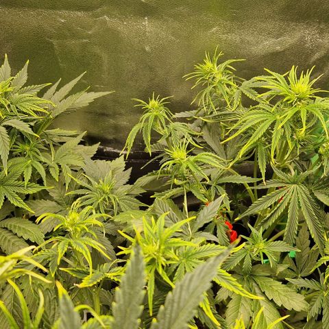Grüne Italienische-Eiscreme growlog photo: Used a lot of LST cause the not uniform phenotypes and I think and hope it's gonna work out good.