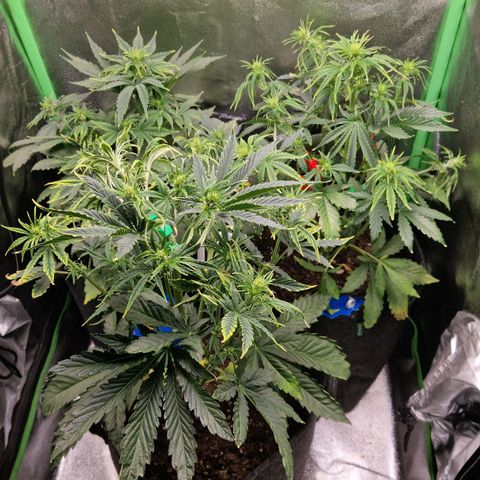 Grüne Italienische-Eiscreme growlog photo: Used a lot of LST cause the not uniform phenotypes and I think and hope it's gonna work out good.