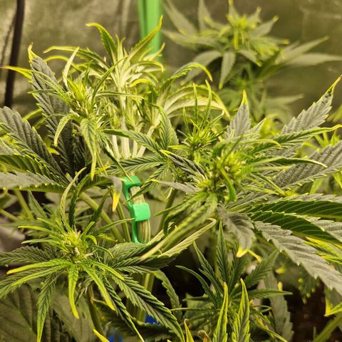 Grüne Italienische-Eiscreme growlog photo: Used a lot of LST cause the not uniform phenotypes and I think and hope it's gonna work out good.