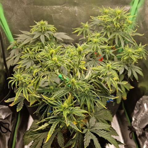 Grüne Italienische-Eiscreme growlog timeline photo