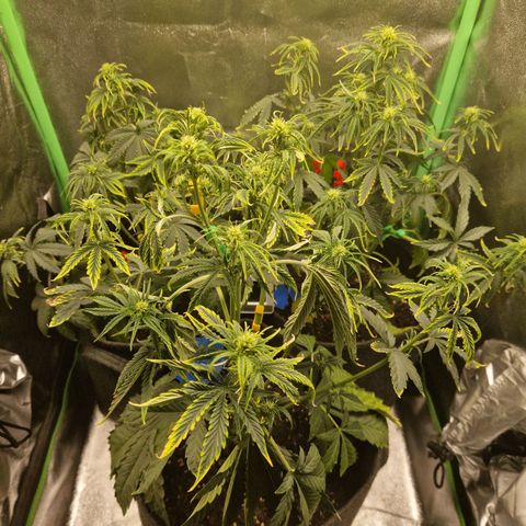 Grüne Italienische-Eiscreme growlog timeline photo