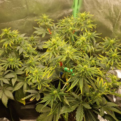 Grüne Italienische-Eiscreme growlog photo: Still using LST and I do sah so myself Looping pretty good. Now that I use fertilizer we have to wait what gives.