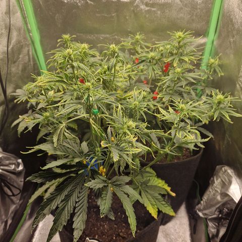 Grüne Italienische-Eiscreme growlog photo: Still using LST and I do sah so myself Looping pretty good. Now that I use fertilizer we have to wait what gives.