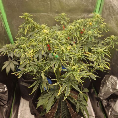 Grüne Italienische-Eiscreme growlog timeline photo