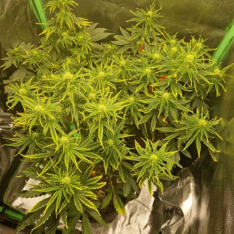 Grüne Italienische-Eiscreme growlog photo: Everything looks pretty good. I may have to put the smaller one on the left on some boxes and also bend the Main-Cola down but I will wait a little longer.