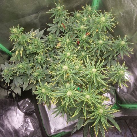Grüne Italienische-Eiscreme growlog photo: Everything looks pretty good. I may have to put the smaller one on the left on some boxes and also bend the Main-Cola down but I will wait a little longer.
