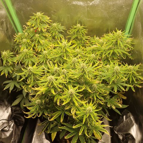 Grüne Italienische-Eiscreme growlog photo: The one plant took it pretty well. The rest looks fine too.