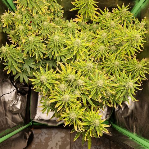 Grüne Italienische-Eiscreme growlog timeline photo