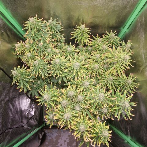 Grüne Italienische-Eiscreme growlog timeline photo