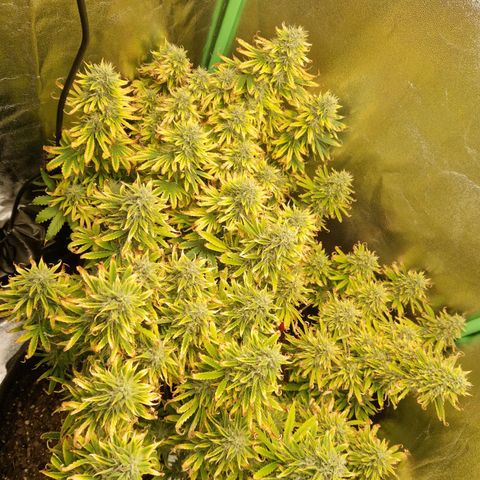 Grüne Italienische-Eiscreme growlog photo: The plants are almost done. The leaves look very unhealthy but they basically looked like that the whole time. I will see when I harvest if it lead to anything.