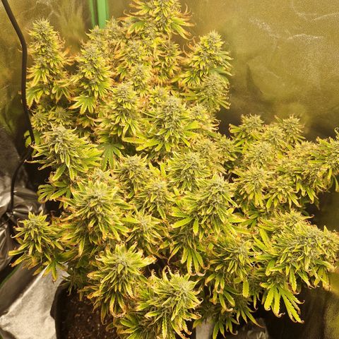 Grüne Italienische-Eiscreme growlog photo: I think in a few days their gonna be ready to harvest.
