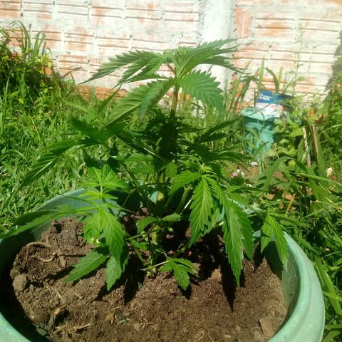 Amnésia gold  growlog timeline photo