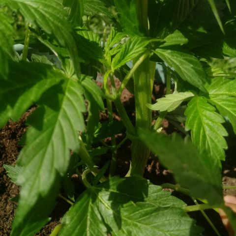 Amnésia gold  growlog timeline photo