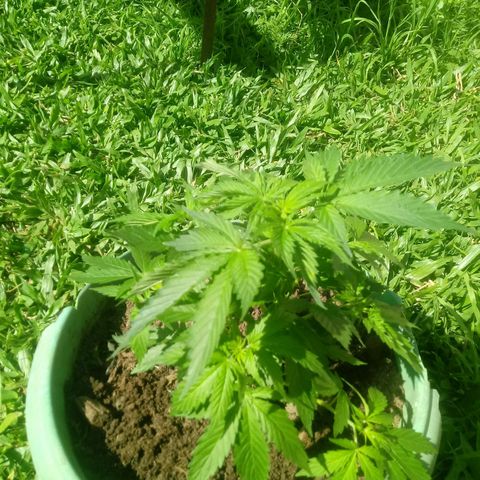 Amnésia gold  growlog timeline photo