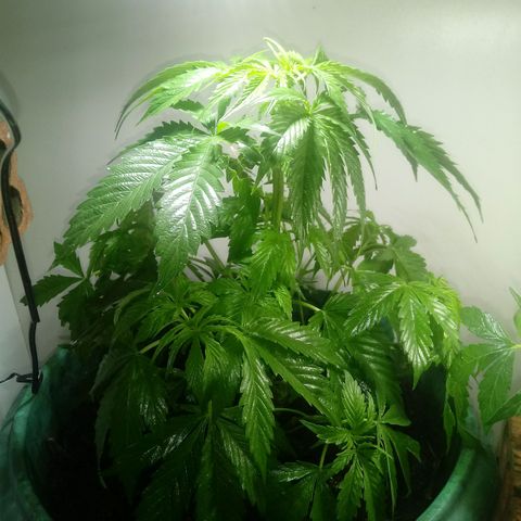 Amnésia gold  growlog timeline photo
