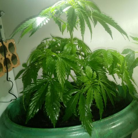 Amnésia gold  growlog timeline photo