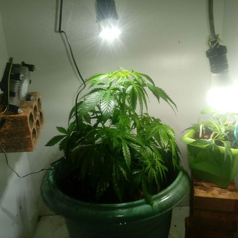 Amnésia gold  growlog timeline photo