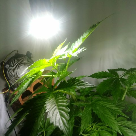 Amnésia gold  growlog timeline photo