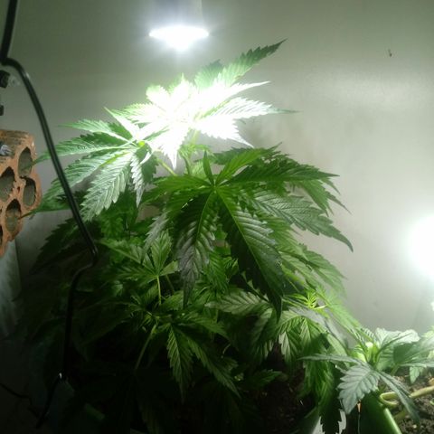 Amnésia gold  growlog timeline photo