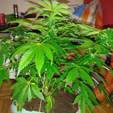 Amnésia gold  growlog timeline photo