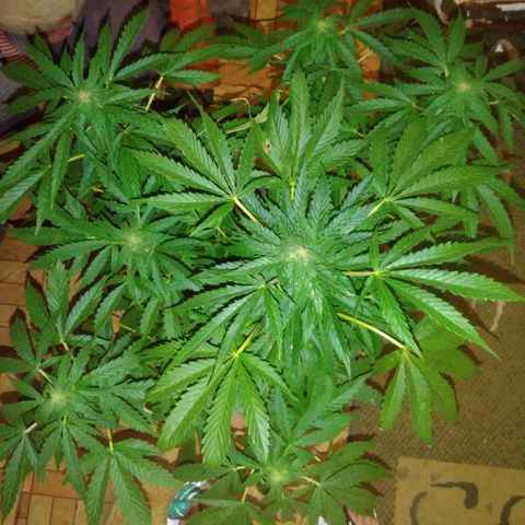 Amnésia gold  growlog timeline photo