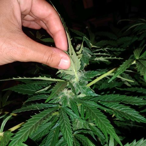 Amnésia gold  growlog timeline photo