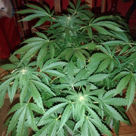 Amnésia gold  growlog timeline photo