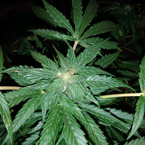Amnésia gold  growlog timeline photo