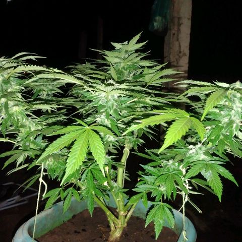 Amnésia gold  growlog timeline photo
