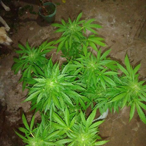 Amnésia gold  growlog timeline photo