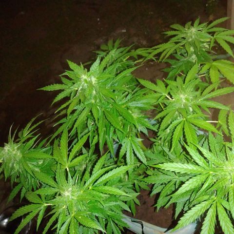 Amnésia gold  growlog timeline photo
