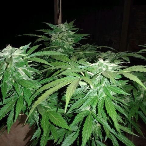 Amnésia gold  growlog timeline photo