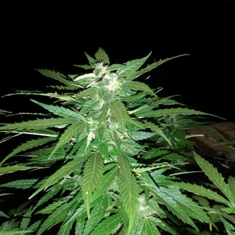 Amnésia gold  growlog timeline photo