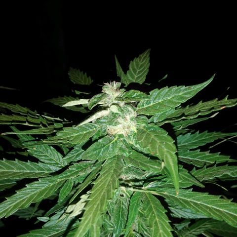 Amnésia gold  growlog timeline photo
