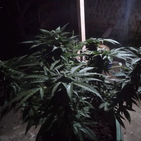 Amnésia gold  growlog timeline photo