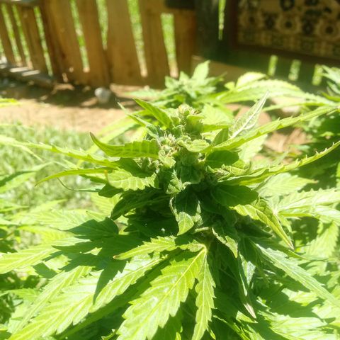 Amnésia gold  growlog timeline photo