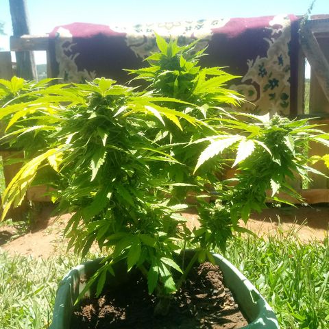Amnésia gold  growlog timeline photo